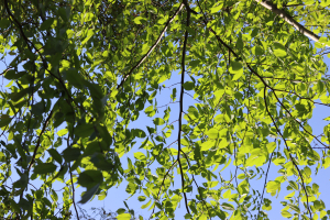 ULMUS GLABRA HUDS. – GORSKI BRIJEST