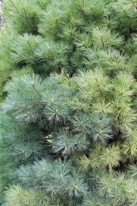 PINUS STROBUS L. 'PUMILA'– KULTIVAR AMERIČKOG BOROVCA 'PUMILA'