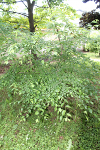 ULMUS PUMILA L. – AZIJSKI BRIJEST