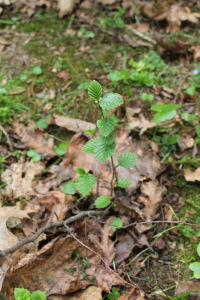 ALNUS ALNOBETULA (EHRH.) K. KOCH – PLANINSKA JOHA