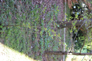 ALNUS GLUTINOSA (L.) GAERTN. – CRNA JOHA