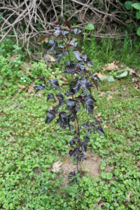BETULA PENDULA ROTH 'PURPUREA' – KULTIVAR OBIČNE BREZE 'PURPUREA'