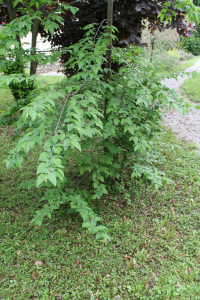 OSTRYA CARPINIFOLIA SCOP. – CRNI GRAB