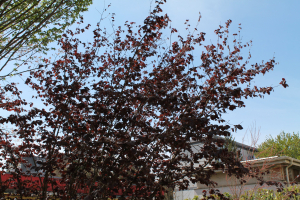 CORYLUS MAXIMA MILL. 'PURPUREA' – KULTIVAR MAKEDONSKE LIJESKA 'PURPUREA'