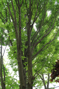 CARPINUS BETULUS L. 'FASTIGIATA' – KULTIVAR OBIČNOG GRABA 'FASTIGIATA'