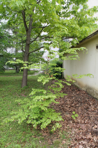 FAGUS SYLVATICA L. – BUKVA