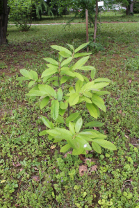 CASTANEA SATIVA MILL. – EUROPSKI PITOMI KESTEN