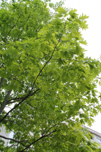 QUERCUS RUBRA L. – CRVENI HRAST