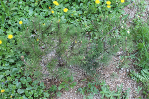 PINUS MUGO TURRA – PLANINSKI BOR