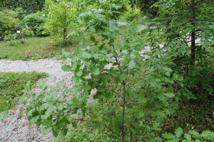 QUERCUS PUBESCENS WILLD. – MEDUNAC