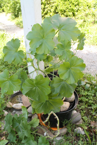 PELARGONIUM ZONALE  (L.) L'HÉR. EX AITON– ŽERAVAC