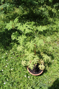 PELARGONIUM GRAVEOLENS L'HÉR. – MIRISNI ŽERAVAC