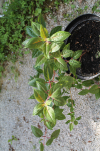 FUCHSIA MAGELLANICA LAM. – MAGELLANOVA FUKSIJA