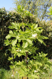 STAPHYLEA PINNATA L. – KLOKOČIKA