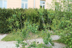 COTINUS COGGYGRIA SCOP. – OBIČNI RUJ