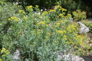 RUTA GRAVEOLENS L. – RUTVICA