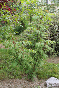 DIPTERONIA SINENSIS OLIV. – KINESKA DVOKRILKA
