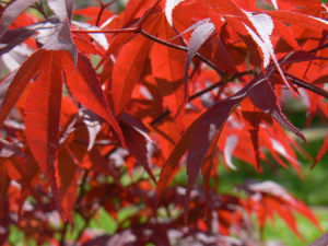 ACER PALMATUM  THUNB. EX E. MURRAY 'BLOODGOOD' – KULTIVAR DLANOLISNOG JAVORA 'BLOODGOOD'