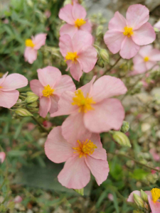 HELIANTHEMUM NUMMULARIUM  (L.) MILL. – OBIČNA SUNČANICA