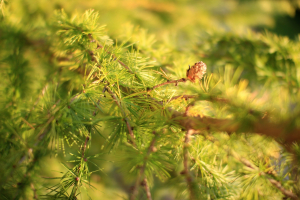 LARIX DECIDUA MILL. – EUROPSKI ARIŠ
