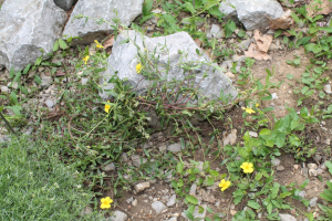 HELIANTHEMUM NUMMULARIUM (L.) MILL.  SSP. OBSCURUM (ČELAK) HOLUB – TAMNA SUNČANICA