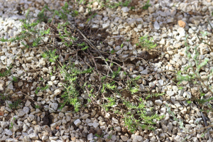 FUMANA PROCUMBENS (DUNAL) GREN. ET GODR. – OBIČNI SUNČAC