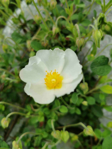 CISTUS SALVIIFOLIUS L. – KADULJASTI BUŠIN