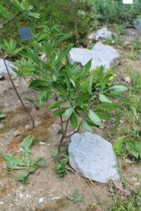 DAPHNE MEZEREUM  L. – OBIČNI LIKOVAC