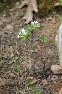 DAPHNE ALPINA L. – PLANINSKI LIKOVAC