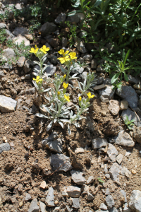 FIBIGIA TRIQUETRA (DC.) BOISS. EX PRANTL – TROBRIDNI SIJEDAC