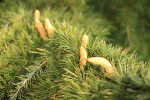 CEDRUS DEODARA (ROXB. EX D. DON) G. DON – HIMALAJSKI CEDAR