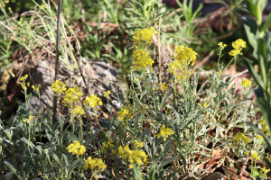 AURINIA LEUCADEA (GUSS.) K. KOCH SSP. LEUCADEA – TIPIČNA JADRANSKA GROMOTULJA