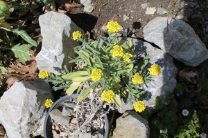 AURINIA LEUCADEA (GUSS.) K. KOCH SSP. SCOPULORUM  (GINZB.) PLAZIBAT – KAMENJARSKA JADRANSKA GROMOTULJA