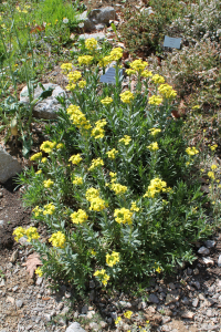 AURINIA SINUATA (L.) GRISEB. – IZVERUGANA GROMOTULJA