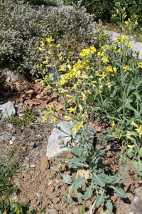BRASSICA CAZZAE GINZB. ET TEYBER – SUŠAČKI KUPUS