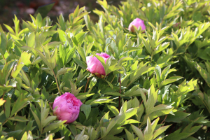 PAEONIA×SUFFRUTICOSA ANDREWS – DRVENASTI  BOŽUR