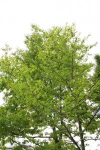 LIQUIDAMBAR STYRACIFLUA L. – AMERIČKI LIKVIDAMBAR
