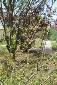 HAMAMELIS MOLLIS  OLIV. – KINESKI HAMAMELIS