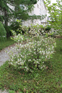 FOTHERGILLA MAJOR (SIMS) LODD. – FOTERGILA