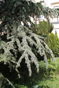 CEDRUS ATLANTICA (ENDL.) MANETTI EX CARRIÈRE 'AUREA' – KULTIVAR ATLASKOG CEDRA 'AUREA'