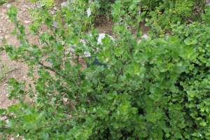 RIBES UVA-CRISPA  L. – TRNOVITI RIBIZ