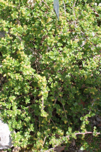 RIBES ALPINUM  L. – PLANINSKI RIBIZ