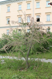 TAMARIX TETRANDRA PALL. EX M. BIEB. – METLIKA