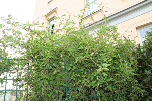 FALLOPIA BALDSCHUANICA (REGEL) HOLUB – BALDŽUANSKI DVORNIK