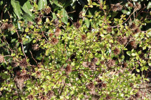 CERATOSTIGMA WILLMOTTIANUM STAPF – GRMOLIKA PLAVIKA