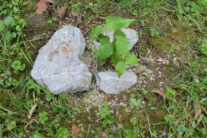 CORNUS MAS  L. – DRIJEN