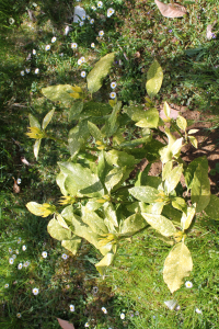 AUCUBA JAPONICA THUNB. 'VARIEGATA' – KULTIVAR JAPANSKE AUKUBE 'VARIEGATA'