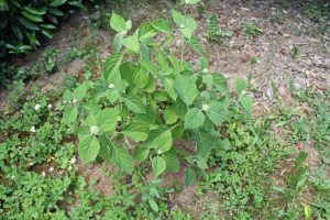 HYDRANGEA MACROPHYLLA (THUNB.) SER. – VELELISNA HORTENZIJA