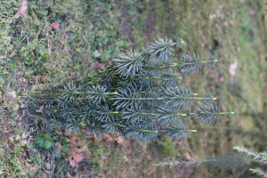 CEPHALOTAXUS  HARRINGTONII (KNIGHT EX J. FORBES) K. KOCH 'FASTIGIATA' (CARR.) PILGER– KULTIVAR KOŠTUNIČASTE PATISE 'FASTIGIATA'