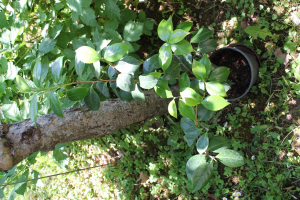 CAMELLIA JAPONICA L. – JAPANSKA KAMELIJA 